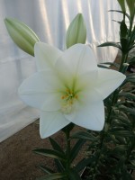 [4108 Global Arena Mak No102.JPG]